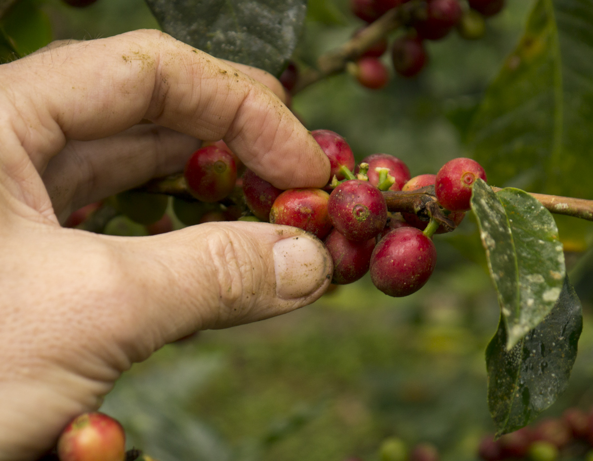 coffee beans being picked