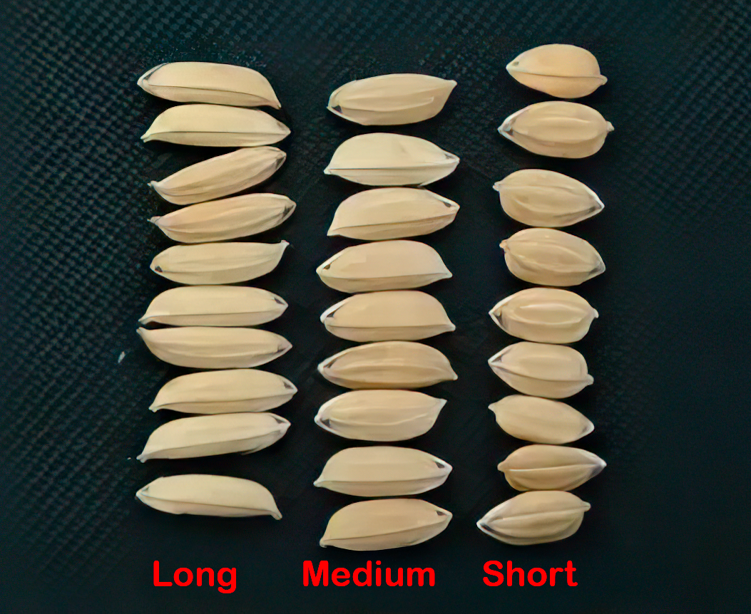 Short medium long grained rice
